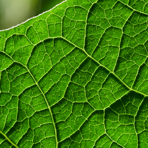 Nutrición y bioestimulación - Crop Clean