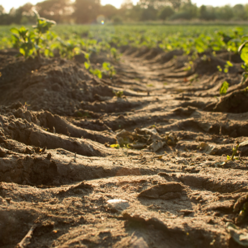 Acondicionadores de suelo - Crop Clean